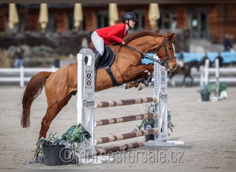 Classic Pony / Pony Classico, Castrone, 6 Anni, 161 cm, Sauro