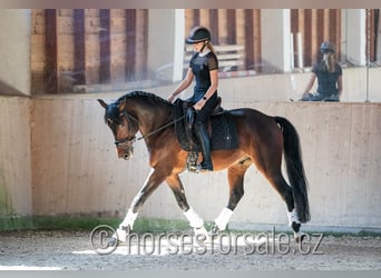 Classic Pony / Pony Classico, Castrone, 6 Anni, 166 cm, Baio