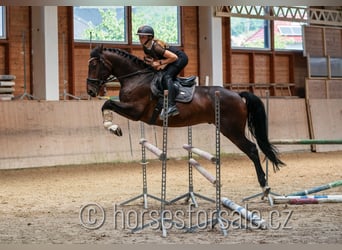 Classic Pony / Pony Classico, Castrone, 6 Anni, 166 cm, Baio