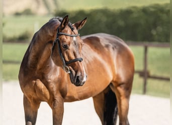 Classic Pony / Pony Classico, Castrone, 6 Anni, 169 cm, Baio ciliegia