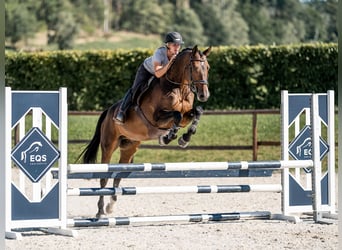 Classic Pony / Pony Classico, Castrone, 6 Anni, 169 cm, Baio ciliegia