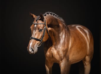 Classic Pony / Pony Classico, Castrone, 6 Anni, 169 cm, Baio ciliegia