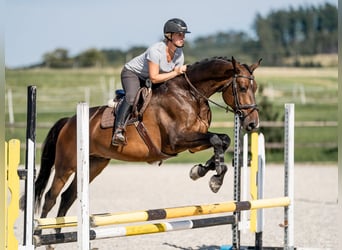 Classic Pony / Pony Classico, Castrone, 6 Anni, 169 cm, Baio ciliegia