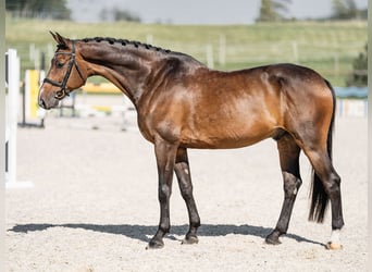 Classic Pony / Pony Classico, Castrone, 6 Anni, 169 cm, Baio ciliegia