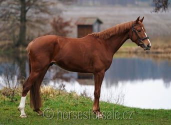 Classic Pony / Pony Classico, Castrone, 6 Anni, 171 cm, Sauro