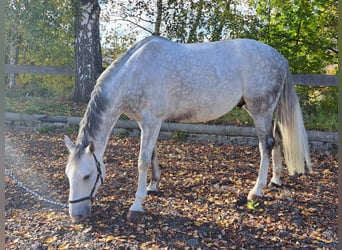 Classic Pony / Pony Classico, Castrone, 7 Anni, 164 cm, Grigio pezzato