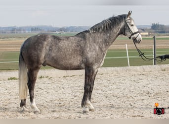 Classic Pony / Pony Classico, Castrone, 8 Anni, 165 cm, Grigio pezzato