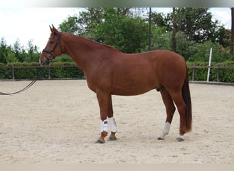 Classic Pony / Pony Classico, Castrone, 9 Anni, 175 cm, Sauro