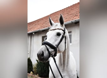 Classic Pony / Pony Classico, Giumenta, 10 Anni, 169 cm, Grigio