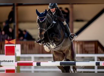 Classic Pony / Pony Classico, Giumenta, 11 Anni, 165 cm, Morello