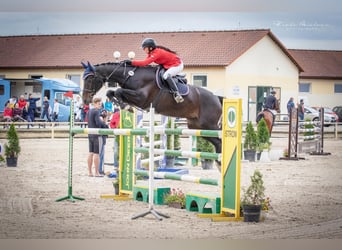 Classic Pony / Pony Classico, Giumenta, 11 Anni, 165 cm, Morello