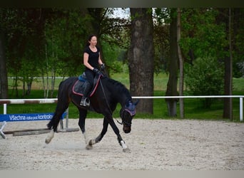 Classic Pony / Pony Classico, Giumenta, 11 Anni, 165 cm, Morello