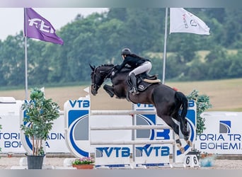 Classic Pony / Pony Classico, Giumenta, 11 Anni, 165 cm, Morello