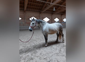 Classic Pony / Pony Classico, Giumenta, 11 Anni, 170 cm, Grigio pezzato