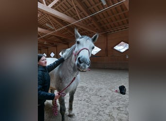 Classic Pony / Pony Classico, Giumenta, 11 Anni, 170 cm, Grigio pezzato