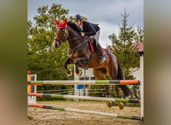 Classic Pony / Pony Classico, Giumenta, 11 Anni, 172 cm, Baio ciliegia