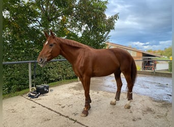 Classic Pony / Pony Classico, Giumenta, 12 Anni, 172 cm, Sauro