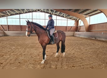 Classic Pony / Pony Classico, Giumenta, 14 Anni, 168 cm, Baio scuro