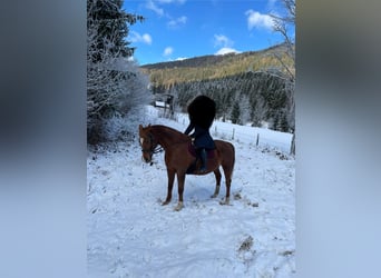 Classic Pony / Pony Classico, Giumenta, 17 Anni, 170 cm, Sauro