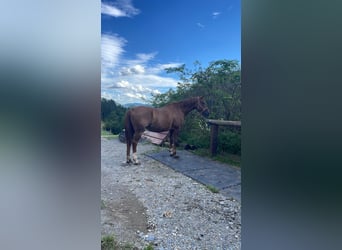 Classic Pony / Pony Classico, Giumenta, 17 Anni, 170 cm, Sauro