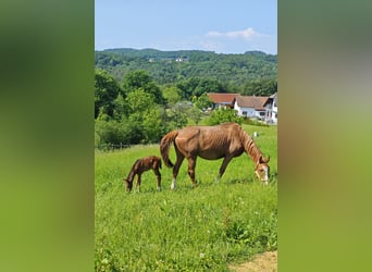 Classic Pony / Pony Classico, Giumenta, 18 Anni, 171 cm, Sauro