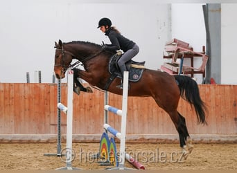 Classic Pony / Pony Classico, Giumenta, 6 Anni, 163 cm, Baio