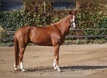 Classic Pony / Pony Classico, Giumenta, 6 Anni, 166 cm, Sauro