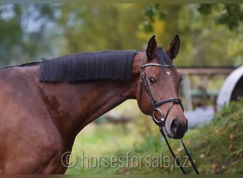 Classic Pony / Pony Classico, Giumenta, 6 Anni, 177 cm, Baio