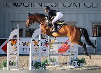 Classic Pony / Pony Classico, Giumenta, 7 Anni, 167 cm, Baio