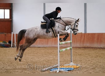 Classic Pony / Pony Classico, Giumenta, 7 Anni, 168 cm, Grigio