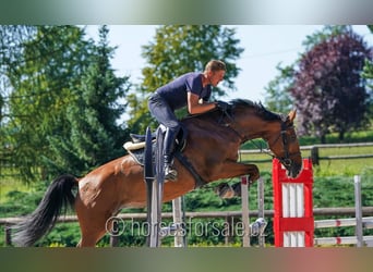 Classic Pony / Pony Classico, Giumenta, 7 Anni, 171 cm, Baio