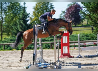 Classic Pony / Pony Classico, Giumenta, 7 Anni, 171 cm, Baio