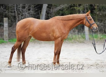Classic Pony / Pony Classico, Giumenta, 8 Anni, 162 cm, Sauro