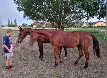 Classic Pony / Pony Classico, Stallone, 1 Anno, Baio