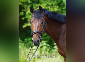 Classic Pony / Pony Classico, Stallone, 7 Anni, 171 cm, Baio