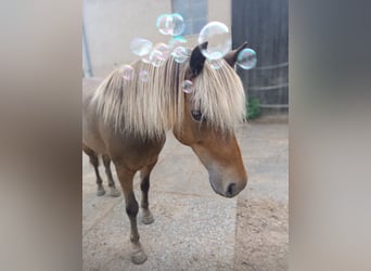Classic Pony, Castrone, 11 Anni, 110 cm, Sauro