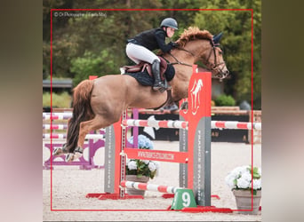 Classic Pony, Castrone, 11 Anni, 149 cm, Sauro