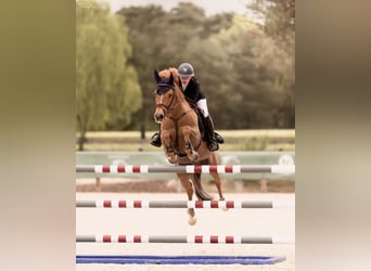 Classic Pony, Castrone, 11 Anni, 149 cm, Sauro