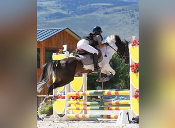 Classic Pony, Castrone, 12 Anni, 135 cm, Pezzato