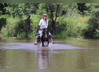 Classic Pony, Castrone, 13 Anni, 91 cm, Tobiano-tutti i colori
