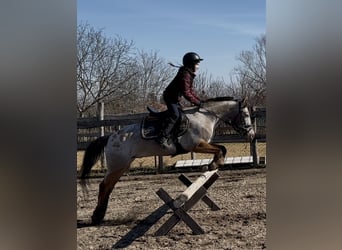 Classic Pony, Castrone, 14 Anni, 138 cm, Grigio rossastro
