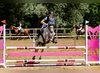 Classic Pony Mix, Castrone, 14 Anni, 144 cm, Bianco