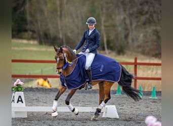 Classic Pony, Castrone, 14 Anni, 148 cm, Baio chiaro