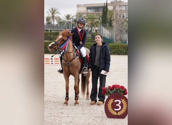 Classic Pony, Castrone, 15 Anni, 140 cm, Sauro