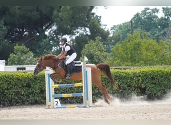 Classic Pony, Castrone, 15 Anni, 140 cm, Sauro
