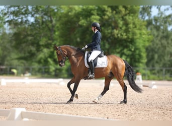 Classic Pony, Castrone, 15 Anni, 148 cm, Baio chiaro