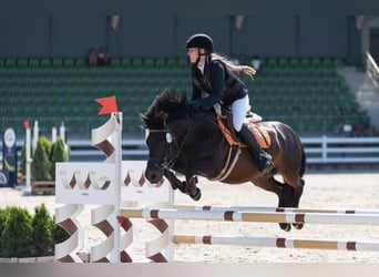 Classic Pony, Castrone, 17 Anni, 135 cm, Baio scuro