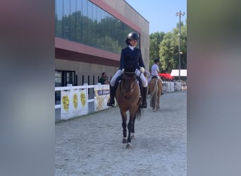 Classic Pony, Castrone, 18 Anni, 139 cm, Baio scuro