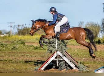 Classic Pony, Castrone, 18 Anni, 139 cm, Baio scuro