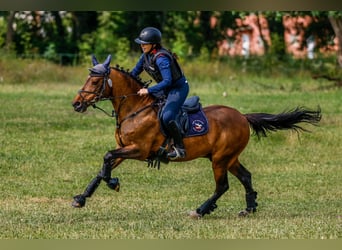 Classic Pony, Castrone, 18 Anni, 139 cm, Baio scuro